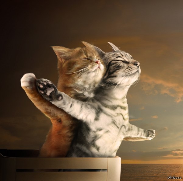 Kotanik:z - Titanic, cat, Love, Kotanik