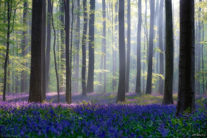 Завораживающий лес