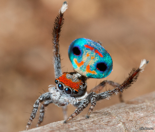 Фото милых пауков. Паук-Павлин (Maratus volans). Гималайский паук-скакун. Паук-скакун Simaetha. Maratus personatus.