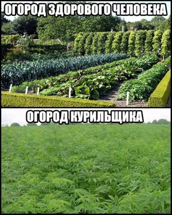 Скоро на всех огородах страны картинки