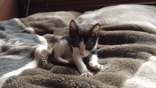 Лучи добра от моего котенка