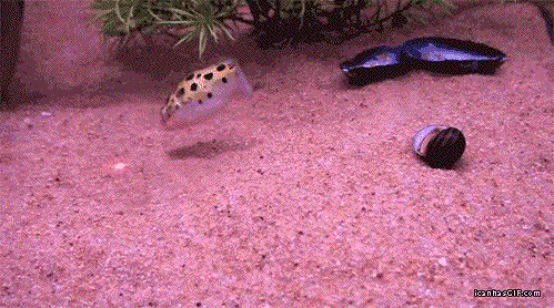 Fish-cat. - A fish, Small fish, Laser, Laser pointer, Aquarium, GIF