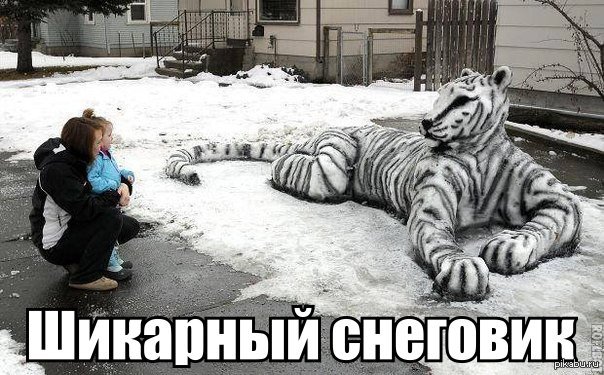 тигр альбинос фото онлайн тигр альбинос фото