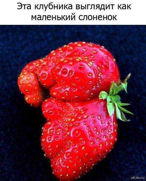 Слонобника