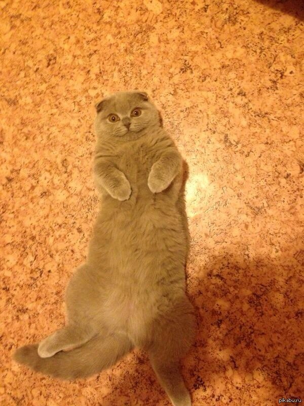 Она как-то умудрилась разбить флакон с валерьянкой) придя домой увидел это)