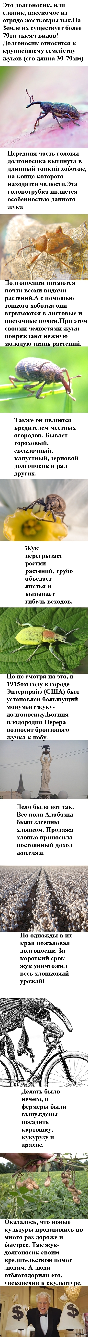 долгоносики