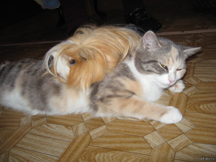 Друзья: кошка Зося и хрюшка Нюша. Живут у родителей.