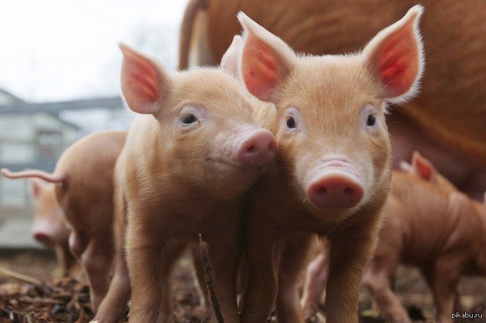 �������, �� ������ ...