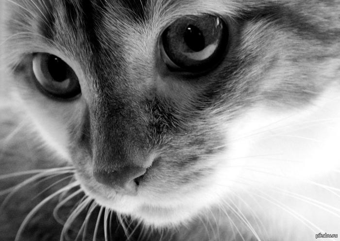 Москва! Нужна самка кота, молодая)