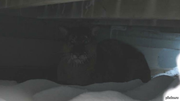 Я надеюсь, она просто погреется и уйдет.