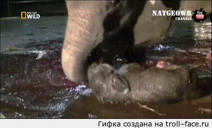 новорожденного слоненка фото