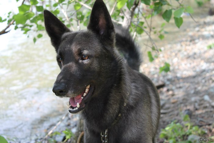 Почему все так прутся по котам? Ведь собака - самьiй преданньiй и бескорьiстньiй друг!