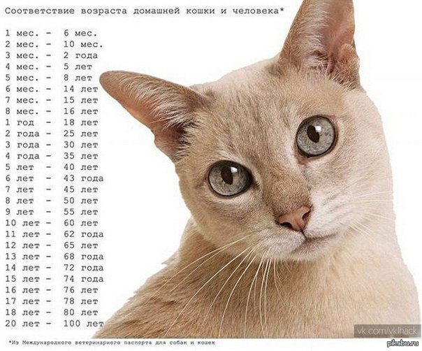 Соответствие возраста домашней кошки и человека. | Пикабу