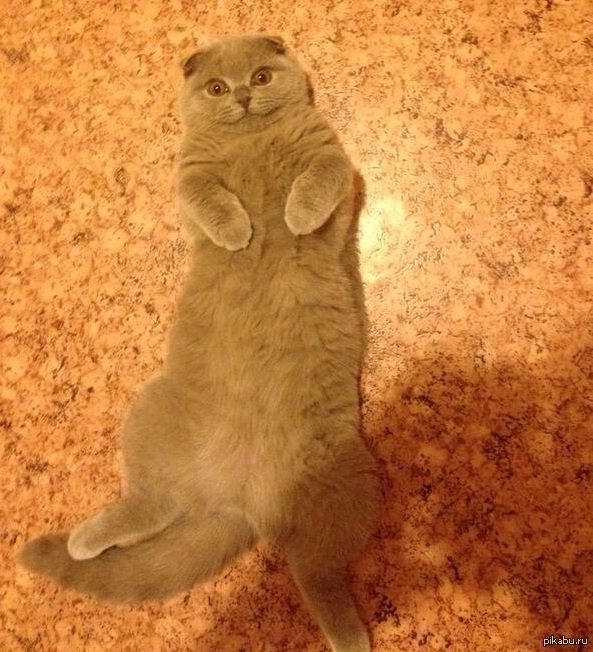 Она как-то умудрилась разбить флакон с валерьянкой... Придя домой, я увидела это.