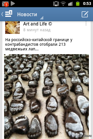 Мы и пускаем в нашу страну,а они убивают наших медведей.Не надо так.