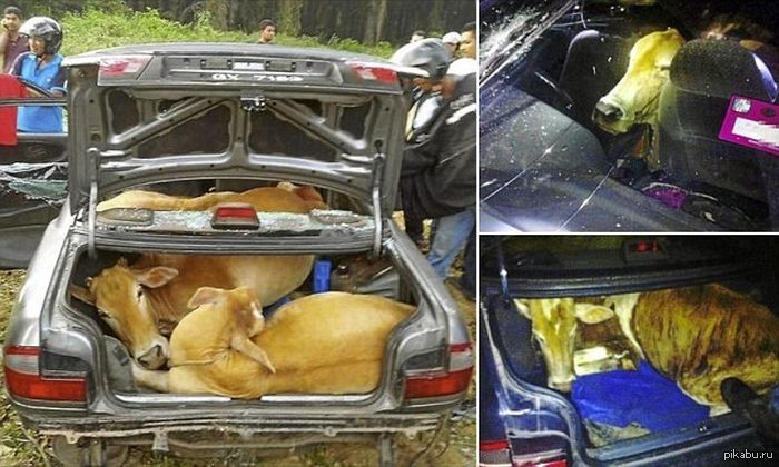 Воры пытались увезти четырех коров из Малайзии в автомобиле. Задержать преступников не удалось, но коровы вернулись на ферму.