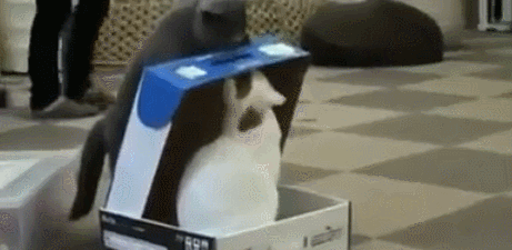 ,  