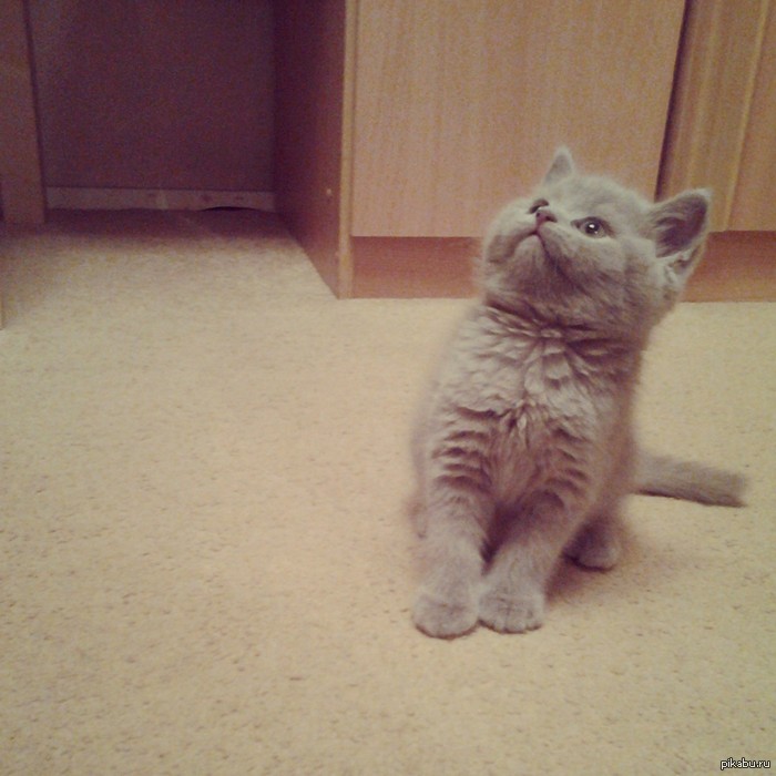 ������ ����, ������. ��������, ����������, ���� ��� � ���� ��������:)