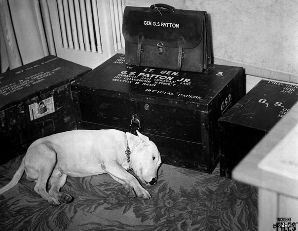 Пес Джорджа С. Паттона в день смерти генерала. 21 декабря 1945 года