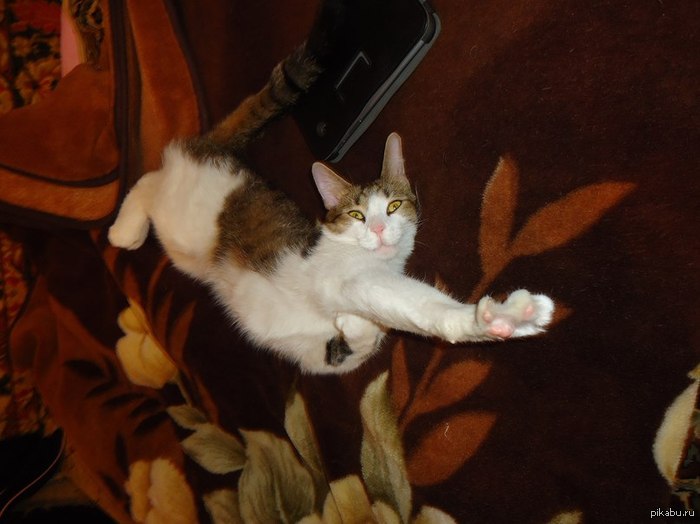 ����� ������, �����, �������.