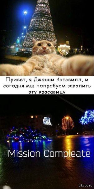Мемы с котами новогодние