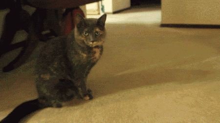 1389406870_1052974102.gif
