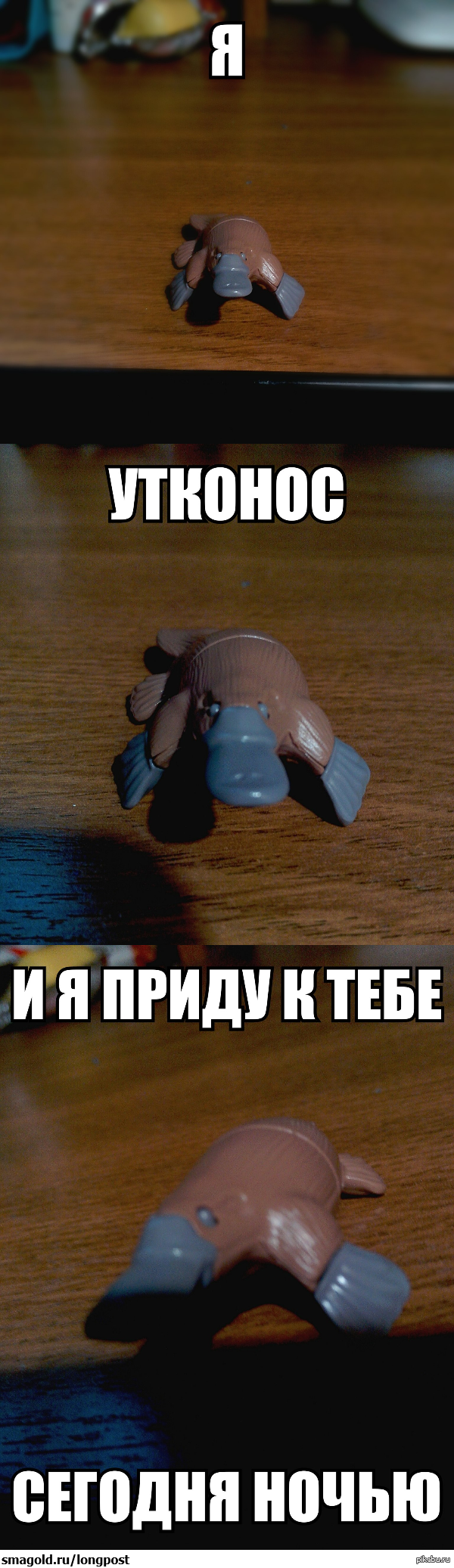 Утконос | Пикабу