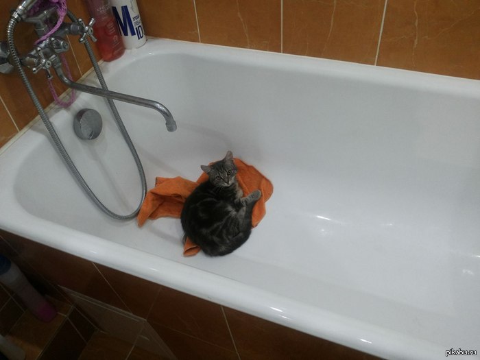 Ломая стереотипы Кушак сам притащил полотенчик