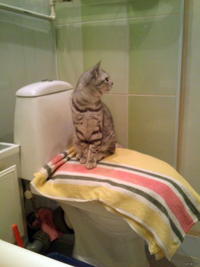 Заботливая) Мама постелила полотенце и посадила кота. На мой вопрос, зачем она это сделала, она ответила: "Ну не на холодном же ему сидеть!"