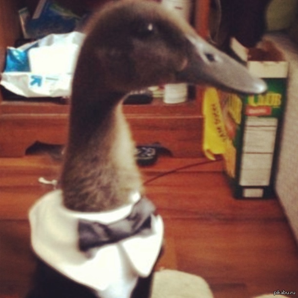 ������ ������ � �������� �����