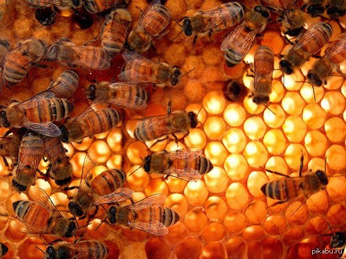 Wrong huckster bees. In 1985, Peruvian customs officials stopped the export of large consignments of honey from Ecuador, finding cocaine in it. - NSFW, Bees, Honey, Drugs, Border guards