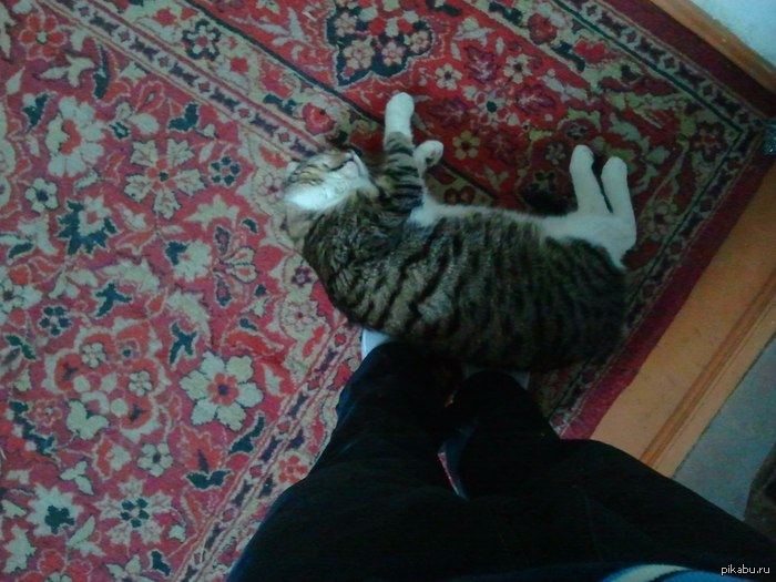 Лучшая грелка для ног