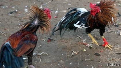 Как я вижу противостояние НеПрокатит и ВодкаПиво)