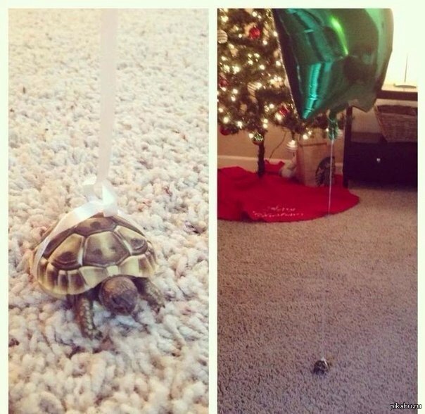 Что бы черепашка не потерялась