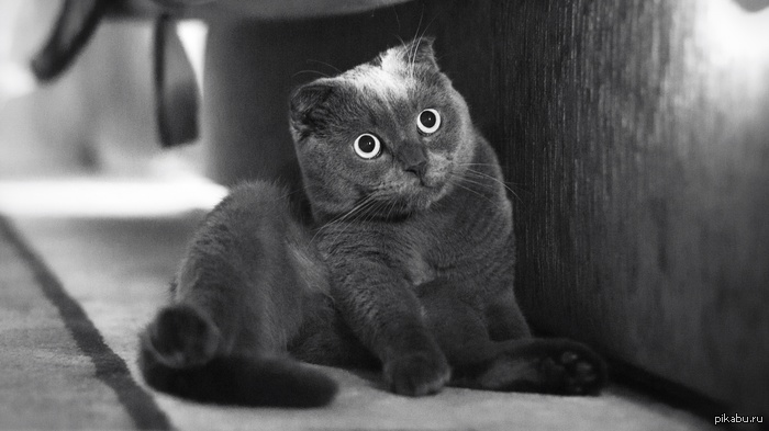 Кот был застукан с поличным!