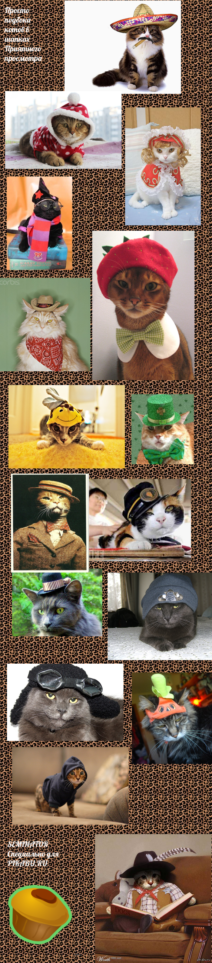 Cats in hats 