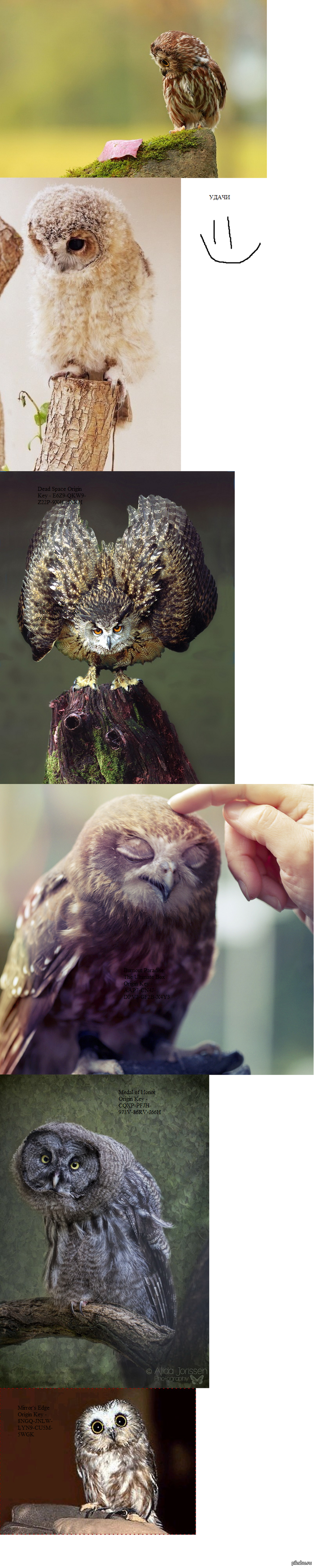 ������� (����������)