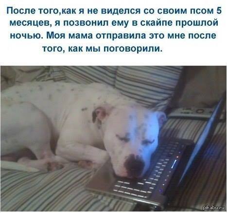 Собачье сердце! | Пикабу