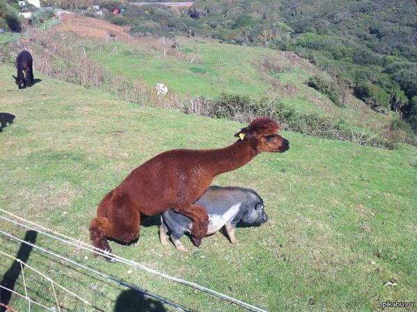 Alpaca Porn