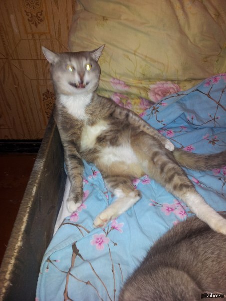 фото кота , пока он зевает | Пикабу