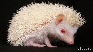 Japanese samurai vampire hedgehog, an endangered species. - NSFW, Hedgehog, Samurai, Dota, Anime, Blade, Bloodrayne, Vampires