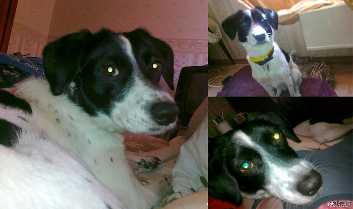 Казань. Отдам собаку в хорошие руки