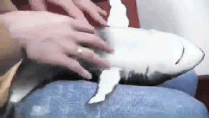 ����� ���� ����� �������)