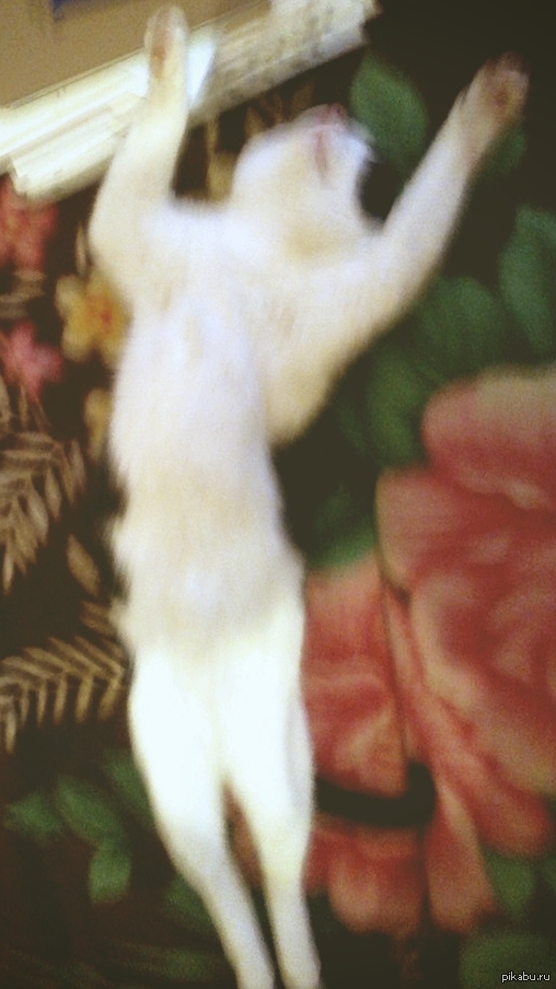 Захожу в комнату, а кот спит в такой позе. Почему бы и нет)