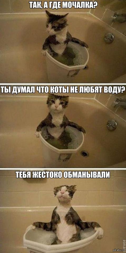 Кот, ты ли это?!