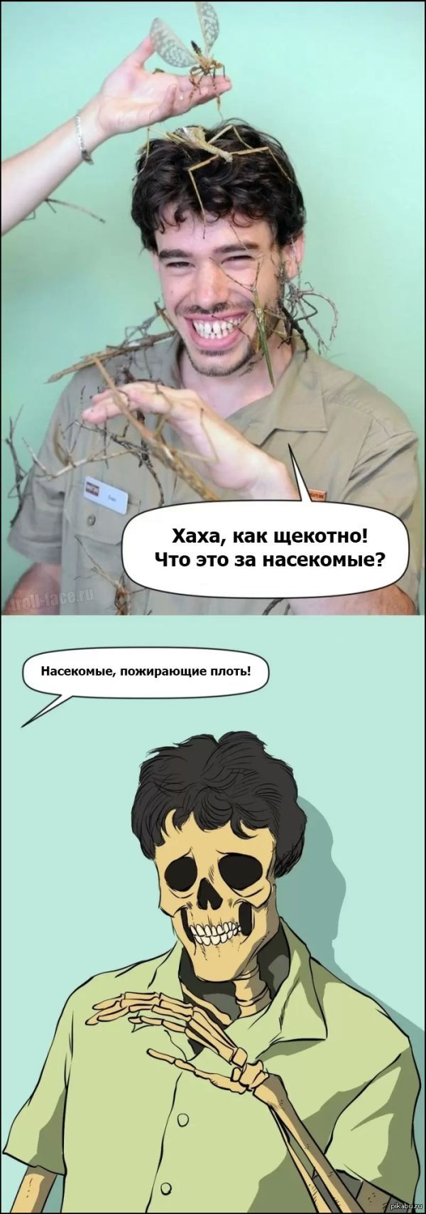 Насекомые | Пикабу