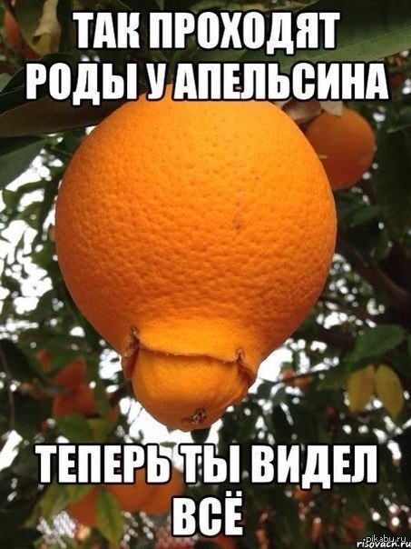 Пословица не родятся апельсинки. Апельсин юмор. Апельсин прикол. У Осинки не родятся апельсинки. Смешные апельсинки.