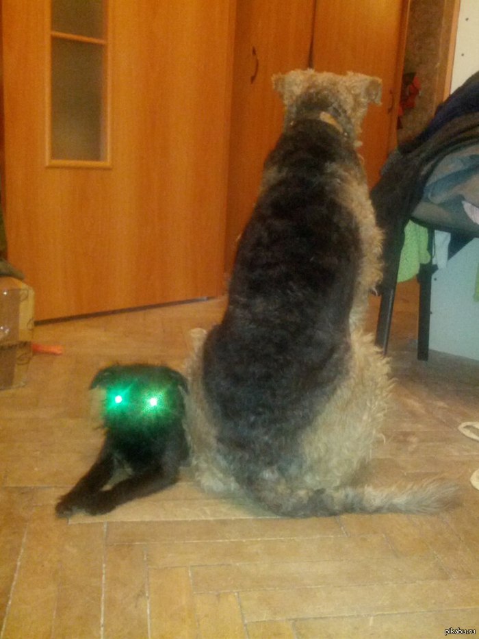 Просто сфоткал своих собак со вспышкой