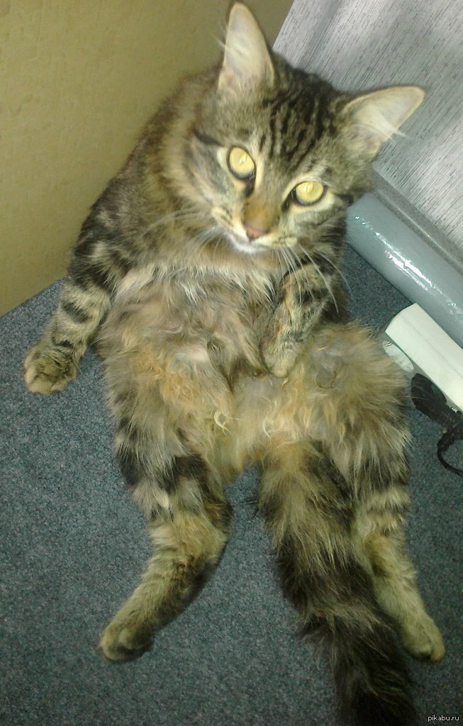 Гопокот | Пикабу