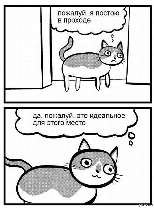 Такой не предсказуемый кот